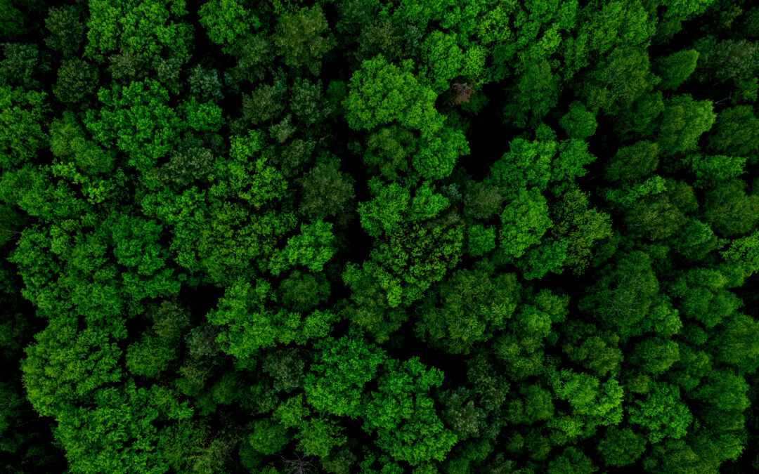 Hurdles and promises of green ethylene production in the UK