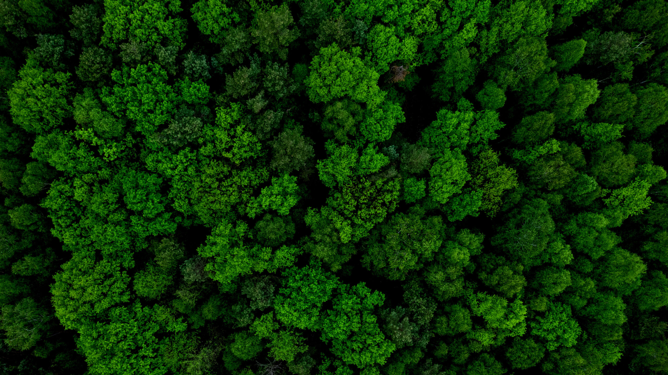 Aerial Drone View of Forest at Spring.Top Down View