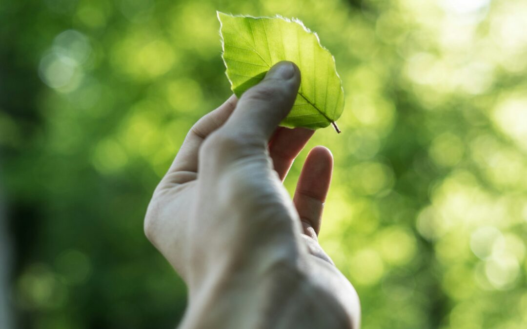 Hurdles and promises of green ethylene production in the UK